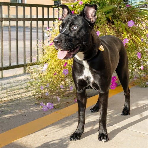 Photo of Midna, adoptable Labrador Retriever in St Louis, Missouri