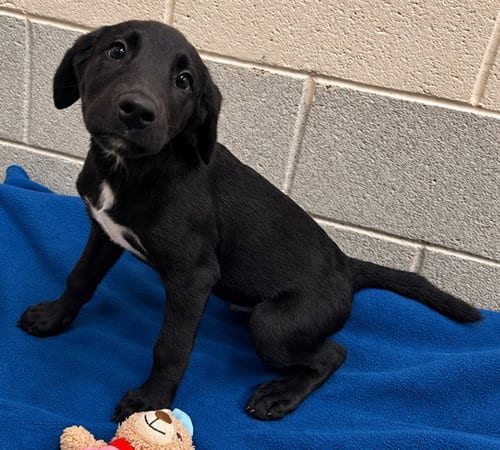 Photo of Oscar, adoptable Labrador Retriever in Statesville, North Carolina