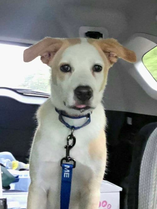 Photo of Cypress, adoptable Labrador Retriever in Raleigh, North Carolina