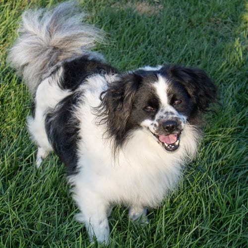 Photo of Oreo, adoptable Border Collie in Maryland, Missouri