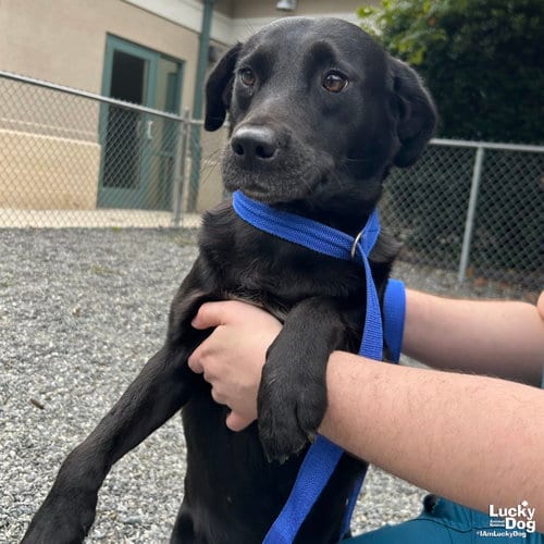 Photo of Isles, adoptable Labrador Retriever in Washington, District of Columbia