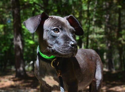 Photo of Eldon, adoptable Pit Bull Terrier in Willingboro, New Jersey
