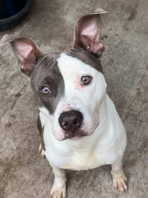 Photo of Rex, adoptable American Pit Bull Terrier in Chicago, Illinois