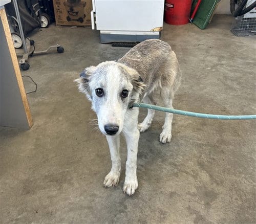 Photo of A165599, adoptable Australian Cattle Dog/Blue Heeler in Corona, California