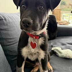 Photo of Ebony, adoptable Australian Cattle Dog in Boulder, Colorado