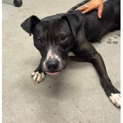 Photo of Angela, adoptable Mixed Breed (Medium) in Georgetown, Delaware