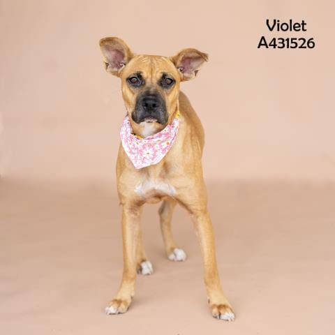Photo of Violet, adoptable Labrador Retriever in Conroe, Texas
