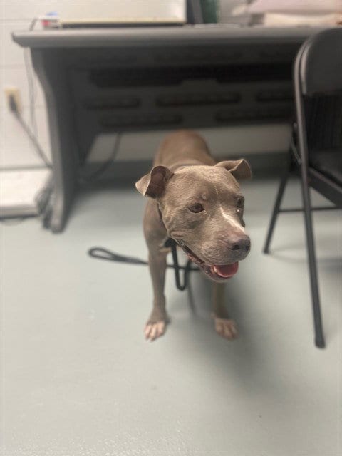 Photo of Maple, adoptable Pit Bull Terrier in St. Cloud, Florida