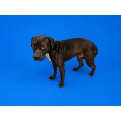 Photo of Jack, adoptable Terrier (Unknown Type, Medium) in Doral, Florida