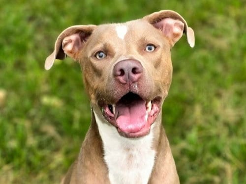 Photo of Henry Gale, adoptable American Pit Bull Terrier in Anniston, Alabama