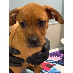 Photo of Leotie, adoptable Black Mouth Cur in San Antonio, Texas