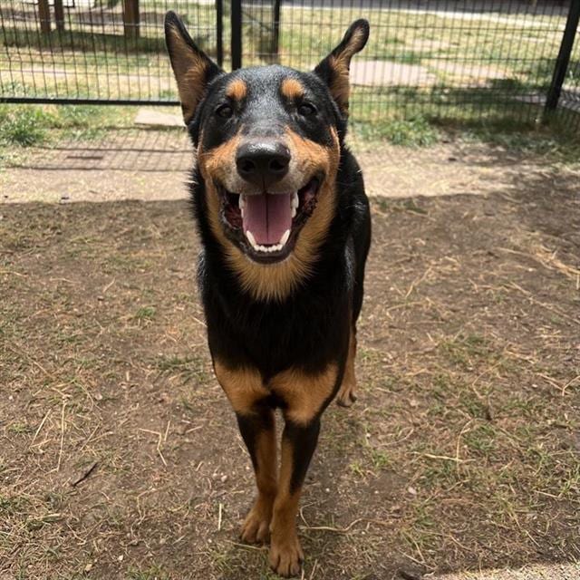 Photo of Bohdi, adoptable dog in San Antonio, Texas