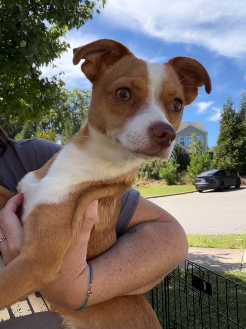 Photo of Bruno, adoptable Chihuahua in Holly Springs, North Carolina
