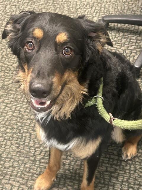 Photo of Benny, adoptable Australian Shepherd in Pueblo, Colorado