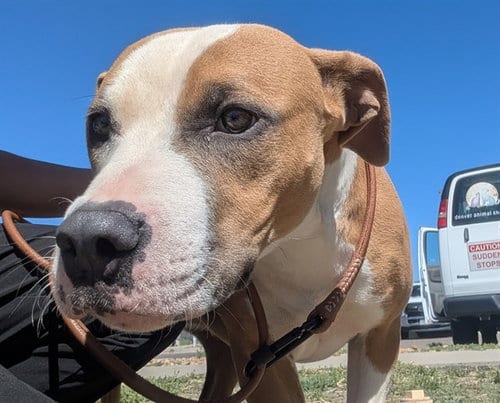Photo of Arie, adoptable American Pit Bull Terrier in Denver, Colorado