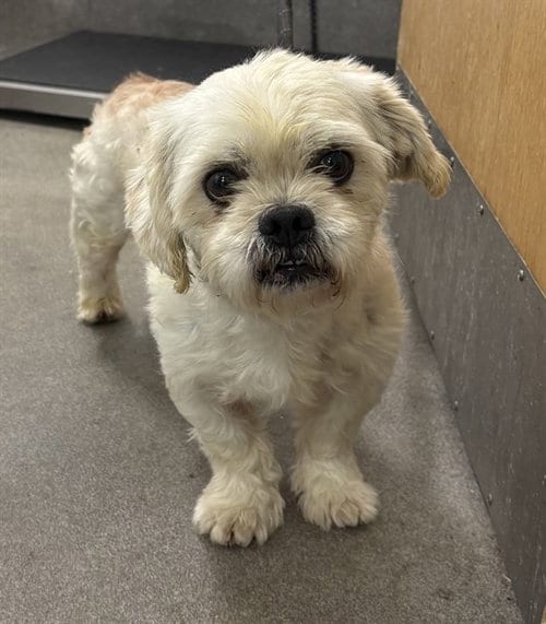 Photo of Richi, adoptable Shih Tzu in Forestville, Maryland