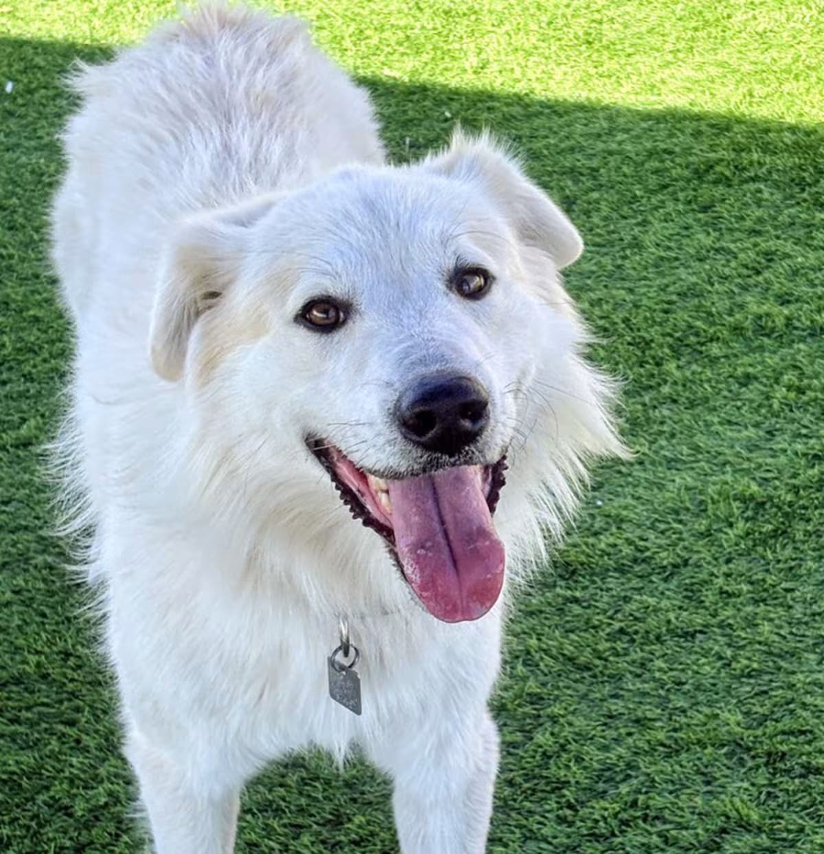 Photo of Ace, adoptable Retriever (Unknown Type)/Great Pyrenees in Denver, Colorado