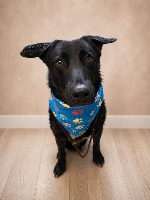 Photo of Duke, adoptable Retriever in Raytown, Missouri