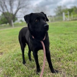 Photo of Sergeant JuM, adoptable Labrador Retriever Mixed Breed (Medium) in Hartford, Connecticut