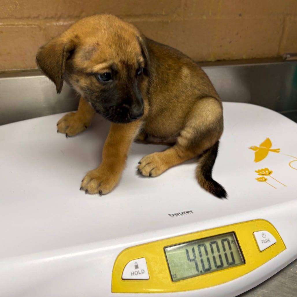 Photo of Mojo Jojo, adoptable Shepherd in Brownsville, Texas