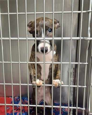 Photo of Winifred, adoptable Pit Bull Terrier in Decatur, Illinois