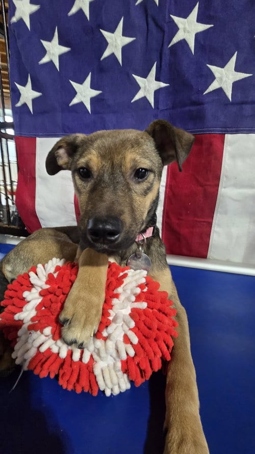 Photo of Beatrice 6583, adoptable German Shepherd Dog in Centreville, Virginia