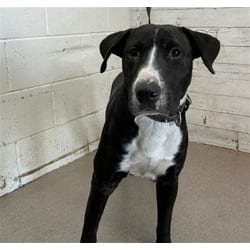 Photo of Blaze, adoptable American Pit Bull Terrier Bull Terrier in San Bernardino, California