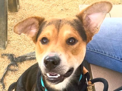 Photo of Lil Red, adoptable dog in Georgetown, Texas
