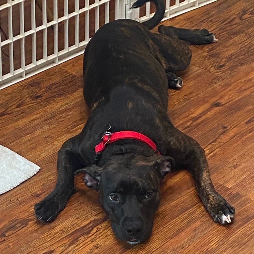 Photo of Cocoa, adoptable Terrier, Pit Bull in Jacksonville, North Carolina