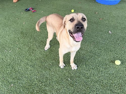 Photo of Corazon Feliz, adoptable Labrador Retriever in Garland, Texas