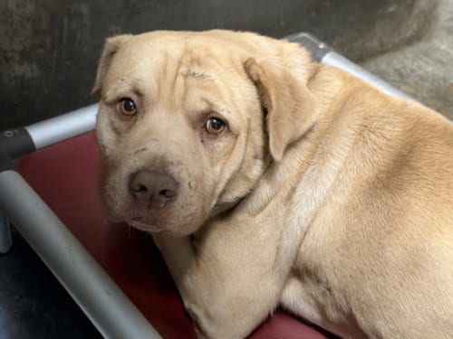 Photo of Hamilton, adoptable Mastiff in Los Angeles, California