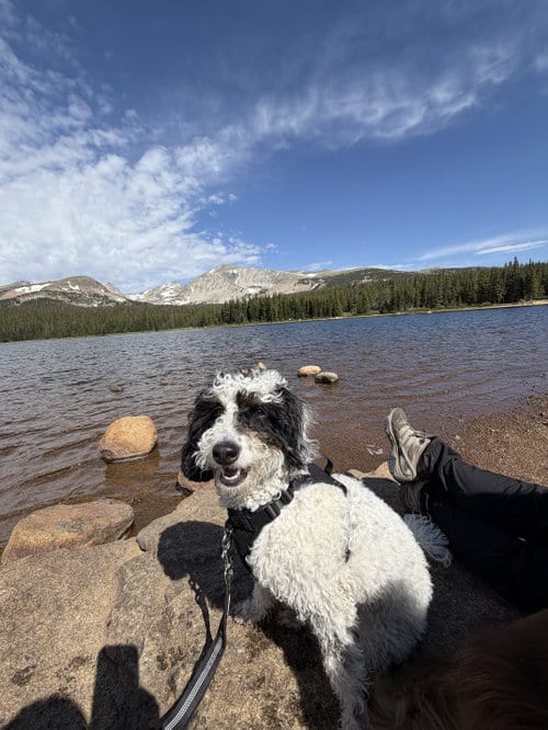 Photo of Pepper, adoptable Bernese Mountain Dog in Aurora, Colorado
