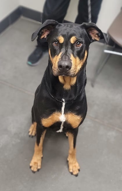 Photo of Miss Chunky Salsa, adoptable Doberman Pinscher/Mix in Farmington, New Mexico