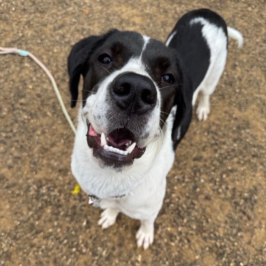 Photo of Ruthie, adoptable Great Dane / Mixed Breed (Large) in Berea, Ohio