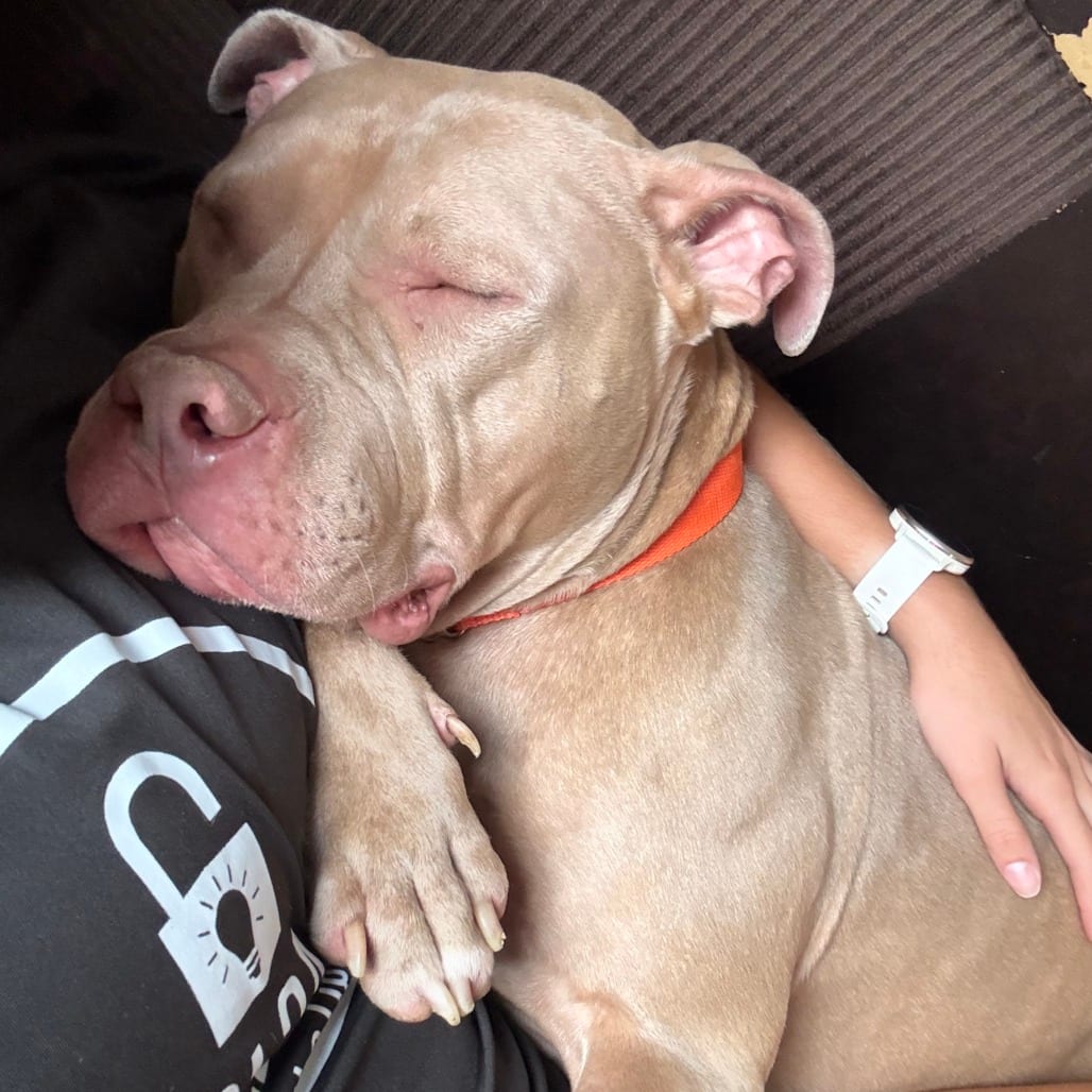 Photo of Petey Bonez, adoptable Terrier, American Pit Bull in Baltimore, Maryland