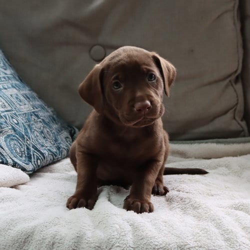 Photo of Princess Pup Aladdin, adoptable Labrador Retriever in Chantilly, Virginia
