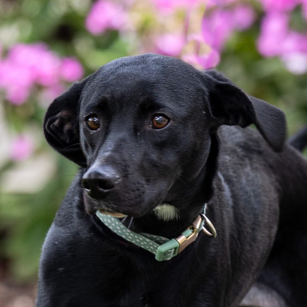 Photo of Harley, adoptable Mixed Breed (Medium) in Council Bluffs, Iowa