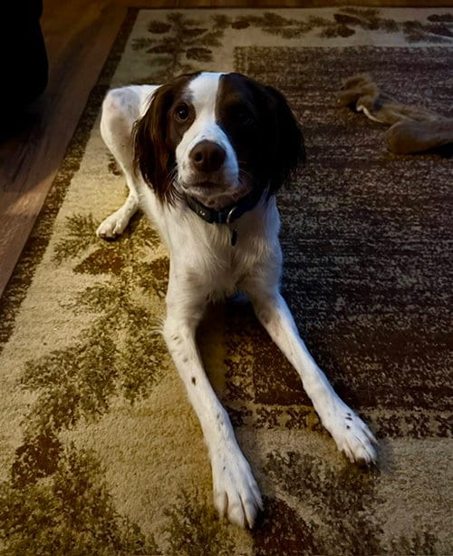 Photo of WI/Griff, adoptable Brittany in Curwensville, Pennsylvania