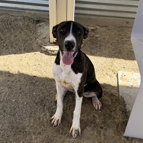 Photo of Kaylee, adoptable Pit Bull Terrier in Thousand Palms, California