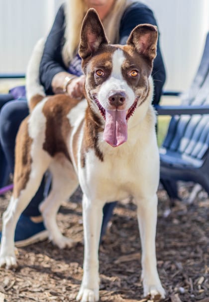 Photo of Carlos, adoptable dog in Chamblee, Georgia
