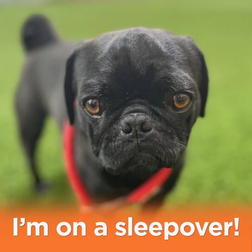 Photo of Nigel, adoptable Pug in Burlingame, California