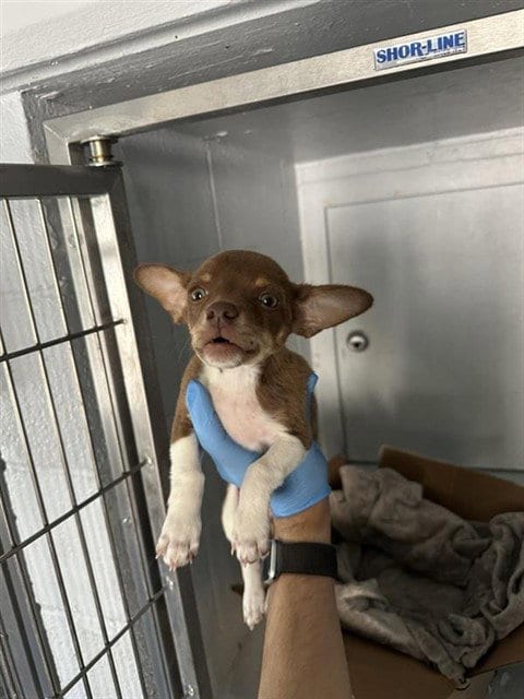Photo of Archie, adoptable Miniature Pinscher in Sacramento, California