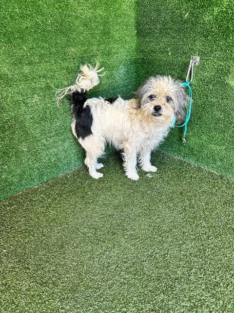 Photo of A5800840, adoptable Maltese in Lancaster, California