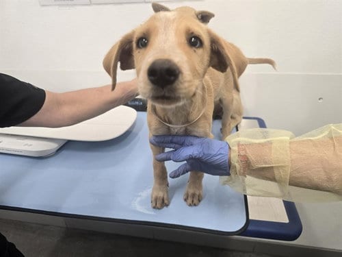 Photo of Asher, adoptable Husky in Mesa, Arizona