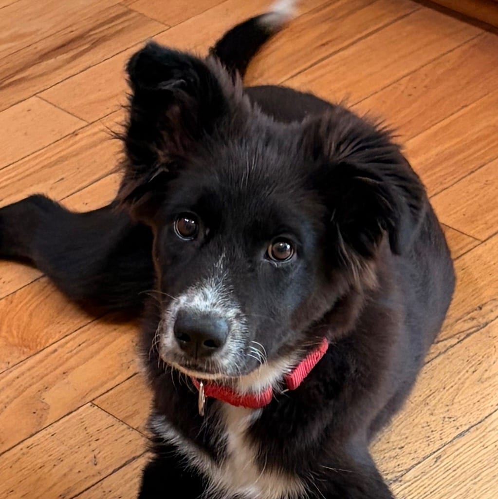 Photo of Rowdy, adoptable Border Collie in Bloomfield, Connecticut