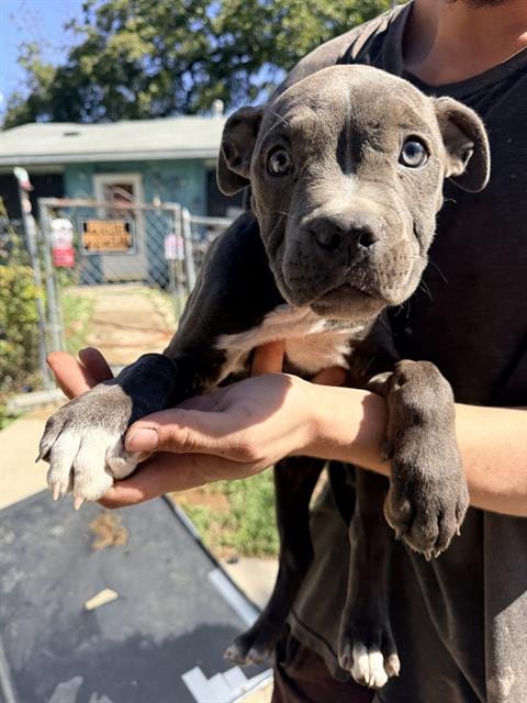 Photo of A831216, adoptable American Staffordshire Terrier in San Antonio, Texas