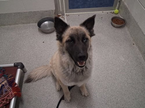 Photo of Traviessa, adoptable German Shepherd Dog in Fort Collins, Colorado