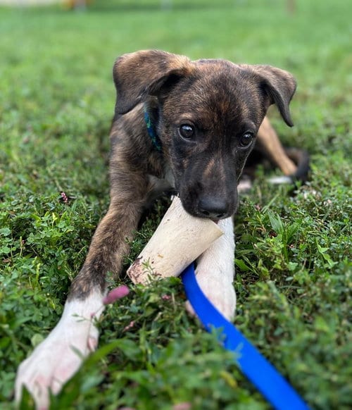 Photo of Junior, adoptable Plott Hound in Doylestown, Pennsylvania