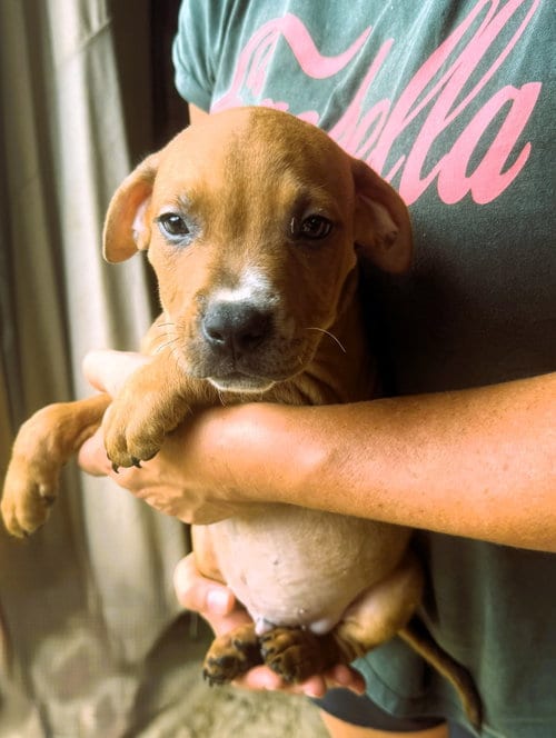 Photo of Brady, adoptable Unknown breed (short coat) in Jackson, Mississippi