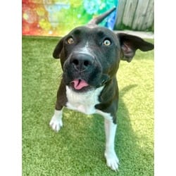 Photo of Delta, adoptable Mixed Breed (Medium) in Port St. Joe, Florida